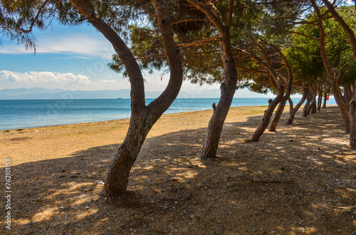 sand and pines on Çamlık Plaj scenic beach and Marmara sea near Kapakli (Yalova province, Turkey) 