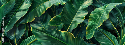abstract tropical leaf texture, nature background, creative green layout, panoramic flat lay