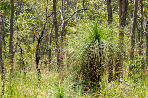 Bushland near the old mining town Herberton in Far North Queensland, Australia photo