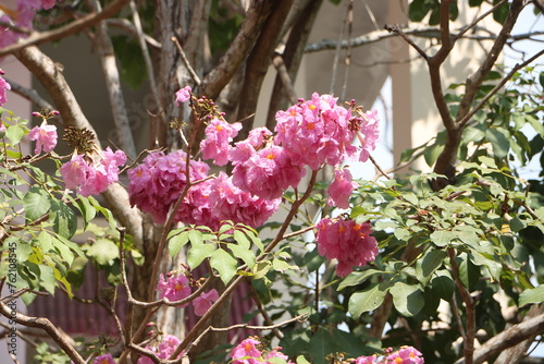 Close-up of pink tabebuia rosea flowers blooming in the garden, known as rosy trumpet tree.