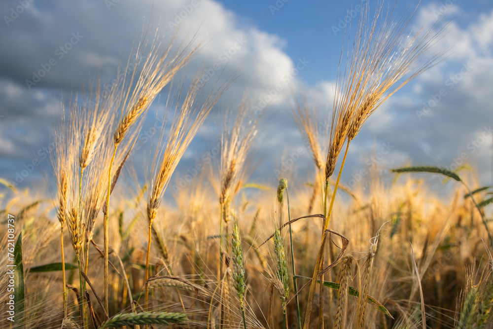 Close-up ripe golden wheat ears. Golden wheat field under sunlight.