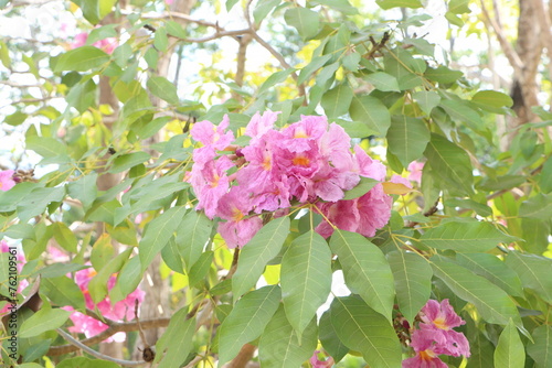 Close-up of pink tabebuia rosea flowers blooming in the garden, known as rosy trumpet tree.