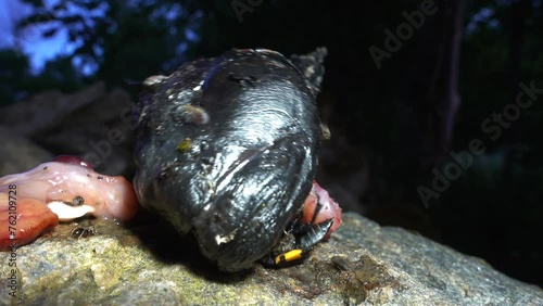 A burying beetle (Nicrophorus marginatus) tries to turn around the head of a dead fish. photo