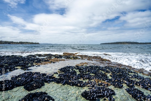 mussel shells growing on rocks while waves break over them and bull kelp growing on rocks in the ocean in australia. Waves moving seaweed over rock and flowing with the tide photo