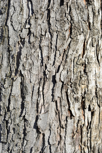 Silver maple bark detail