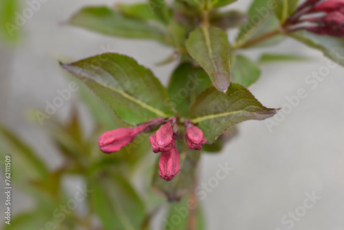 Weigela Minuet flower buds photo