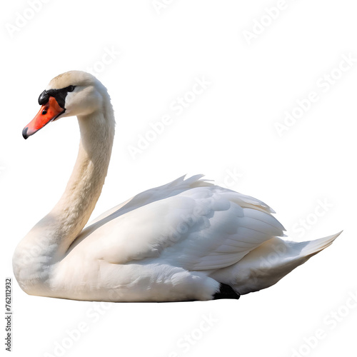 mute swan, cygnus olor isolated on transparent background 