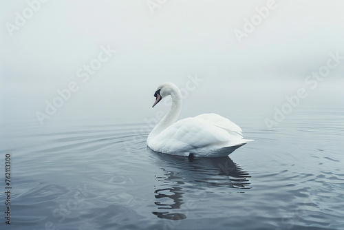 Serene Swan Gliding Gently on Misty Lake at Dawn