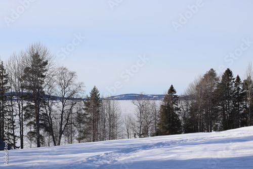 snow covered trees © Svetlana