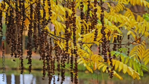 Ripe Withered Nuts of Caucasian Wingnut Wallnut Tree Pterocarya Fraxinifolia