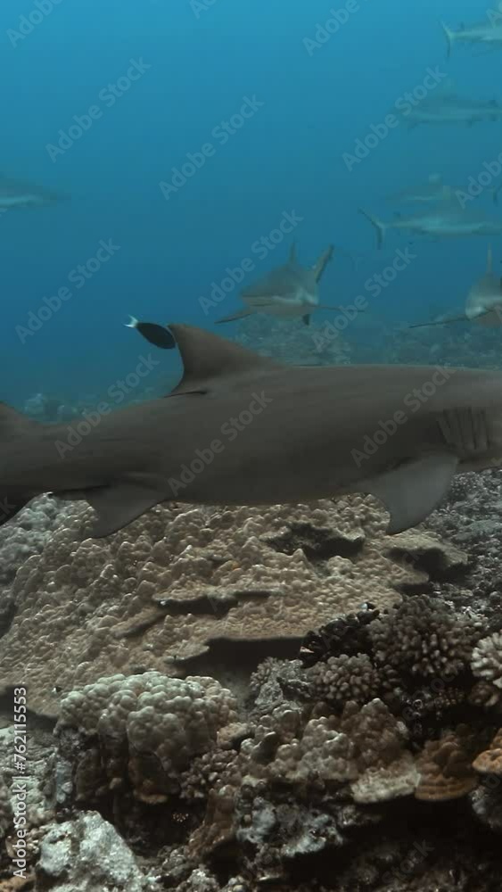 Lemon sharks and Grey reef sharks above a heaven of coral reefs. Lemon sharks and Grey reef sharks above a heaven of coral reefs.