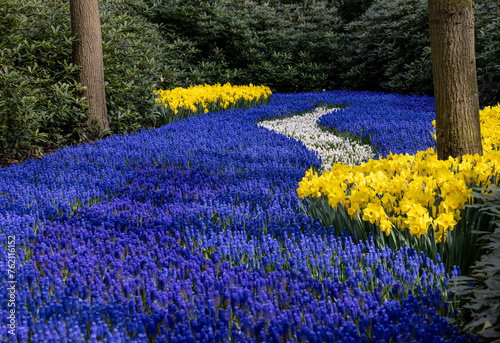 Yellow daffodils and blue muscari flowers blooming in the Keukenhof Garden in Lisse, Holland, Netherlands.
