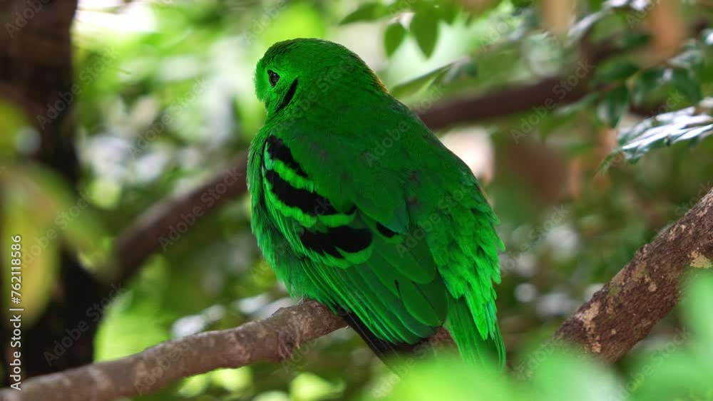 Green broadbill (calyptomena viridis) perched on tree branch with vibrant plumage blending seamlessly with lush greenery, close up shot of a near threatened bird species in Southeast Asia. Green broadbill (calyptomena viridis) perched on tree branch with vibrant plumage blending seamlessly with lush greenery, close up shot of a near threatened bird species in Southeast Asia.