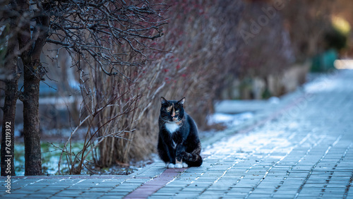 Cat on the sidewalk © Ola