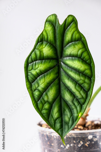 Alocasia Dragon Scale leaf house plants on light background. Evergreen tropical plant in interior. Breeding and care of house plants. Hobby.Vertical. Selective focus.. photo