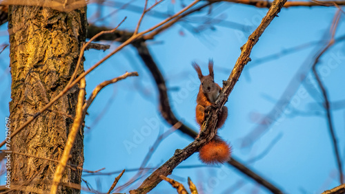 squirrel on the tree © Ola