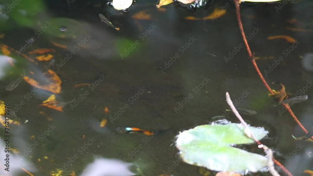 Pond Life with Fish and Foliage Pond Life with Fish and Foliage