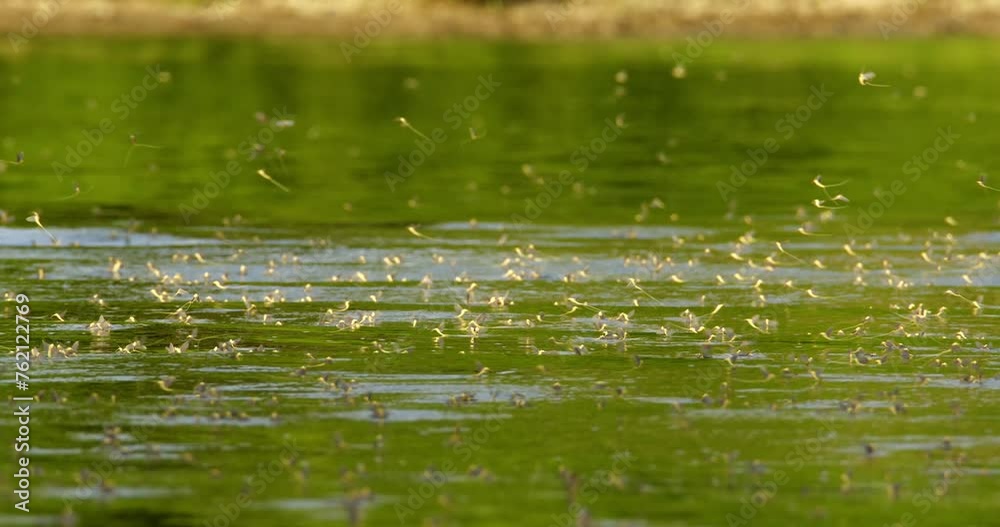 Swarm of long-tailed mayflies during annual mating season on river Tisza Swarm of long-tailed mayflies during annual mating season on river Tisza