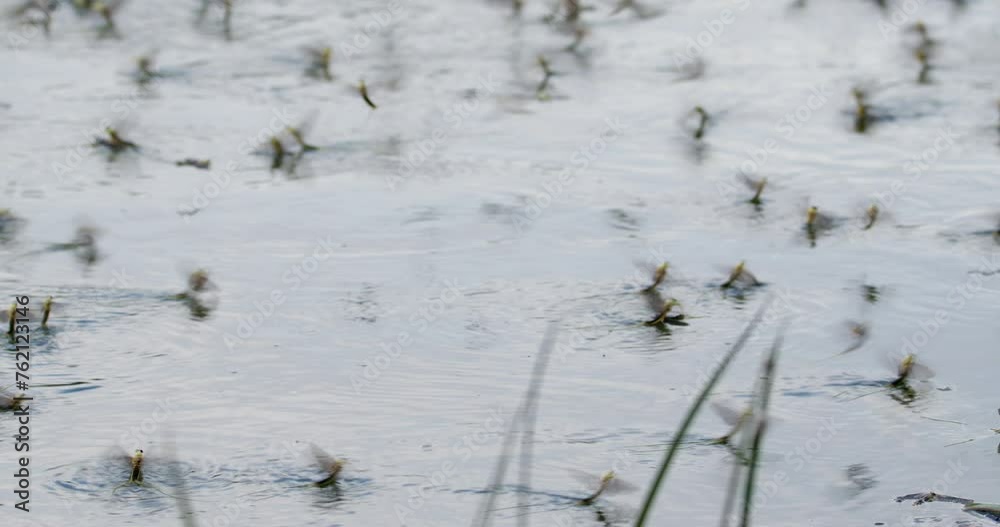 Swarm of long-tailed mayflies during blooming of river Tisza in Serbia Swarm of long-tailed mayflies during blooming of river Tisza in Serbia
