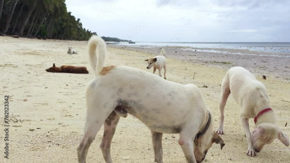 The friendly dogs on the Solangon beach in Siquijor island. A brown dog lies down in the sand. The other dogs walk on the beach . There are many huge palm trees along the beach. The friendly dogs on the Solangon beach in Siquijor island. A brown dog lies down in the sand. The other dogs walk on the beach . There are many huge palm trees along the beach.