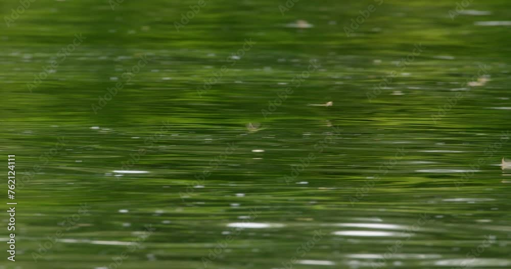 Long-tailed mayfly flying over surface of river Tisza during annual swarm Long-tailed mayfly flying over surface of river Tisza during annual swarm
