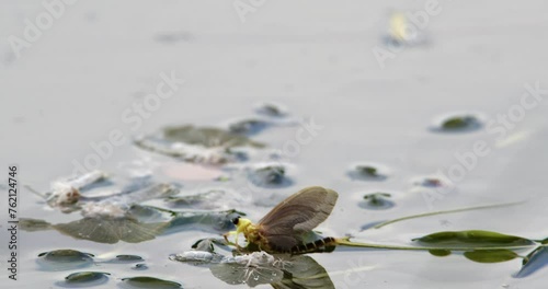 A long-tailed mayfly resting on leaf on river Tisza next to its exoskeleton