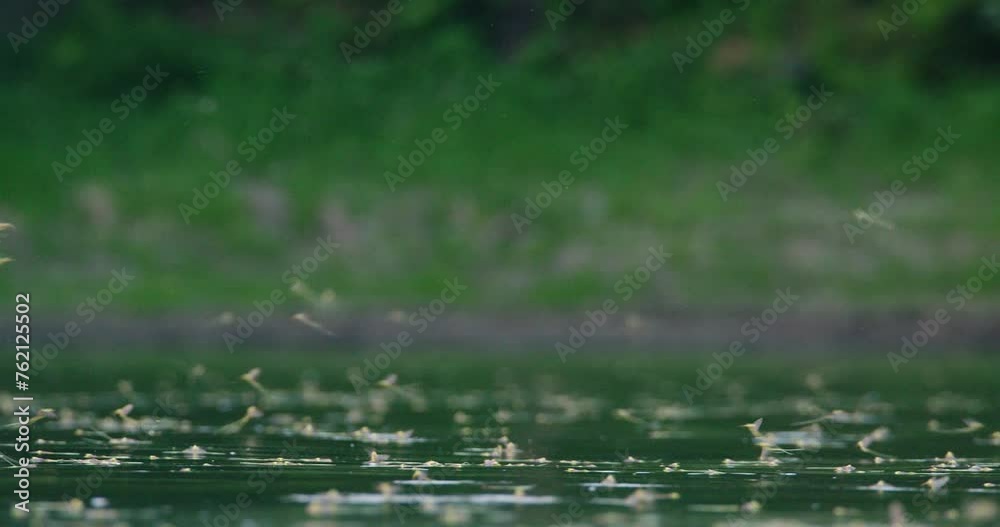 Long-tailed mayflies flying and mating on surface of Tisza river in Serbia Long-tailed mayflies flying and mating on surface of Tisza river in Serbia