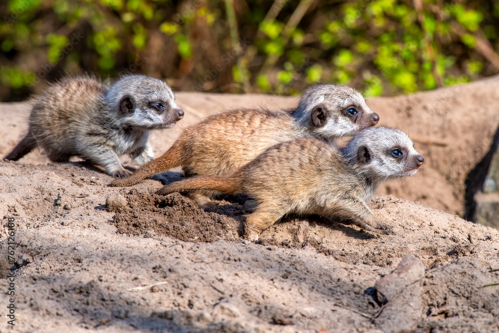Fototapeta premium Three juvenile meerkats on a rock