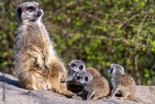 Adult meerkat and its baby on a rock against green trees © Wirestock