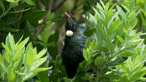 A native Tui bird in New Zealand singing in a tree in the North island with it's tongue sticking out photo