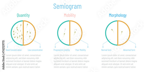 Seminogram consists of studying the semen, quantity, morphology and mobility.