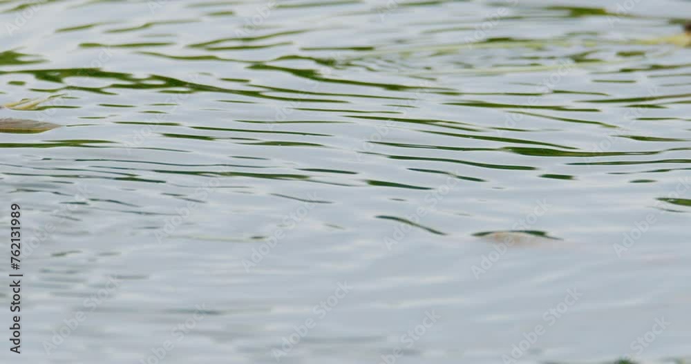 Close up video of Tisza mayflies floating on water surface Close up video of Tisza mayflies floating on water surface
