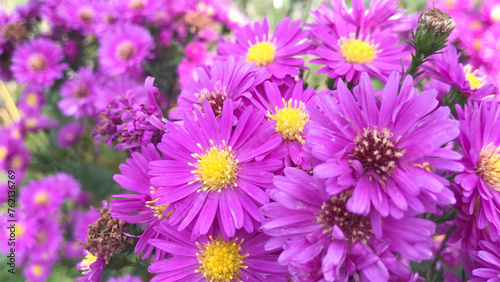 Aster  Asteraceae  flowers pink petals emanating from a golden centre. Pictured on an Amsterdam allotment. ..yellow  plant  autumn  herfst 