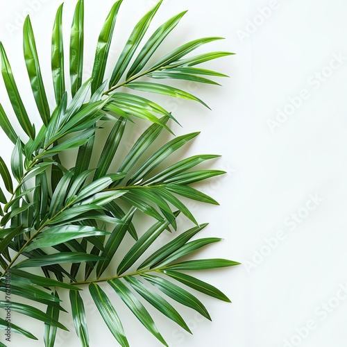 Bright Green Palm Branches On White Background  Illustrations Images