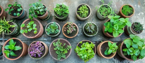 Plants in individual pots arranged neatly on the ground.