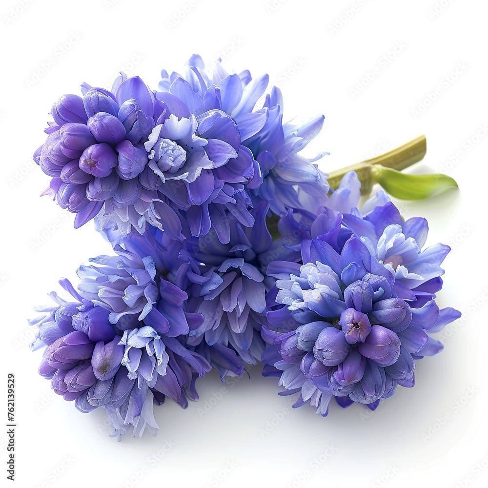 Chamomile Hyacinth Flowers On White Background, Illustrations Images Chamomile Hyacinth Flowers On White Background, Illustrations Images