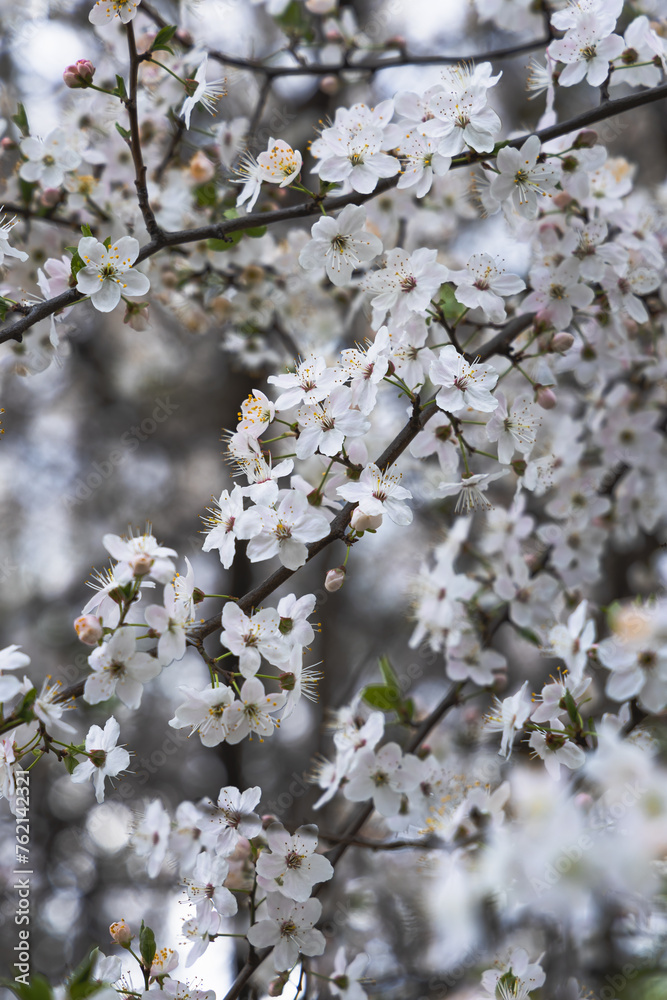 tree flowers tree flowers