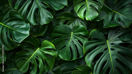 Monstera leaves background. tropical #762142701
