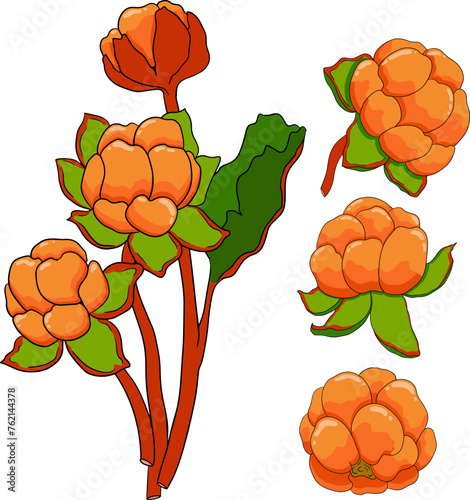 Cloudberry vector, colored illustration. Organic berry superfood. Hand drawn icon for label, poster, packaging design