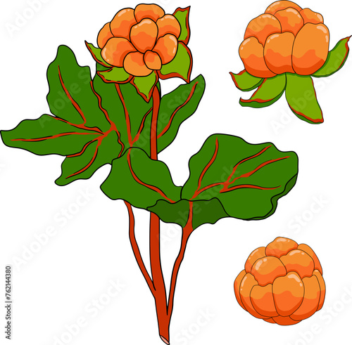 Cloudberry vector, colored illustration. Organic berry superfood. Hand drawn icon for label, poster, packaging design