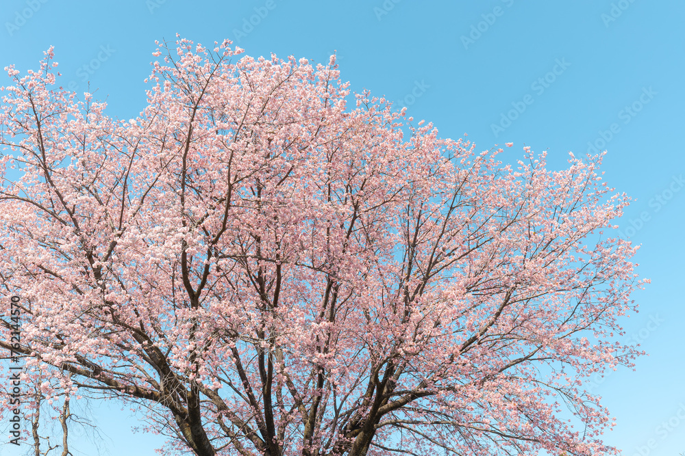 Fully Bloomed Cherry Blossoms Against the Blue Sky