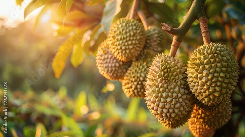 The exotic appeal of a durian orchard at farm. Generative AI. photo