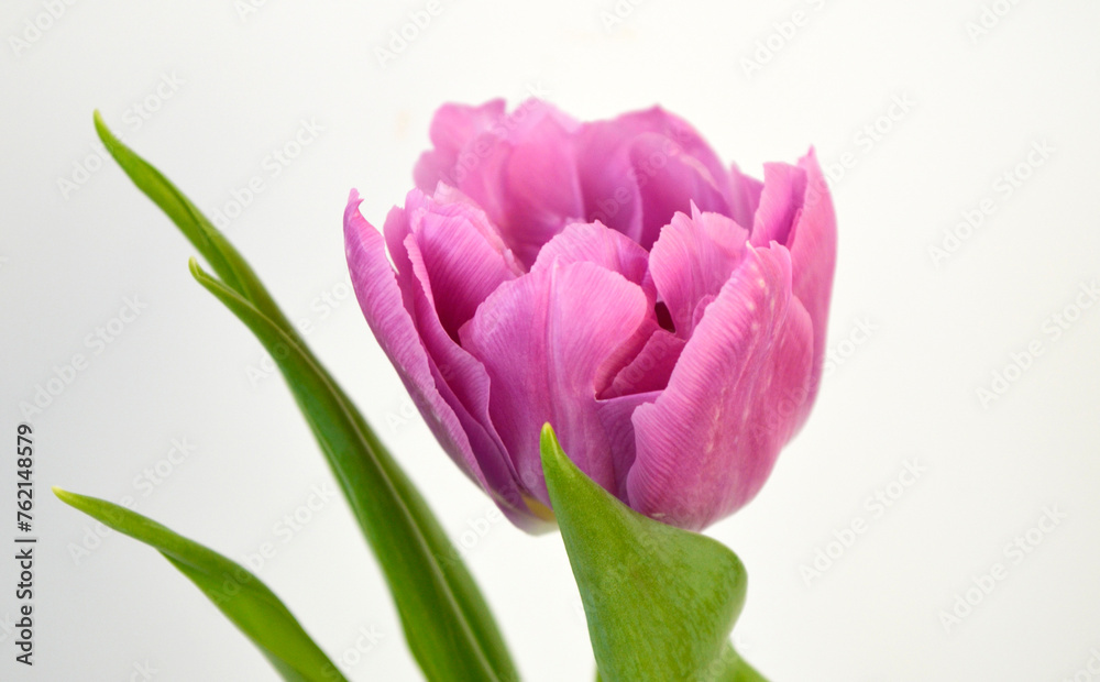 Obraz premium Purple Pink Tulip on White Background