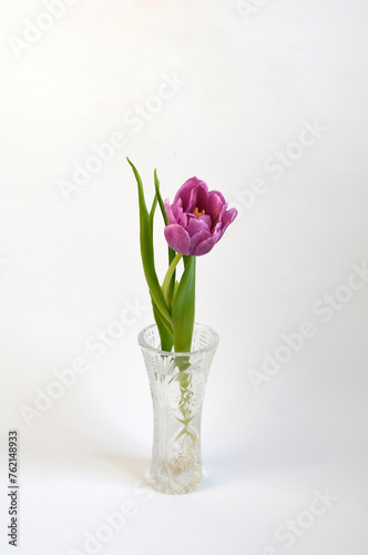Purple Pink Tulip on White Background
