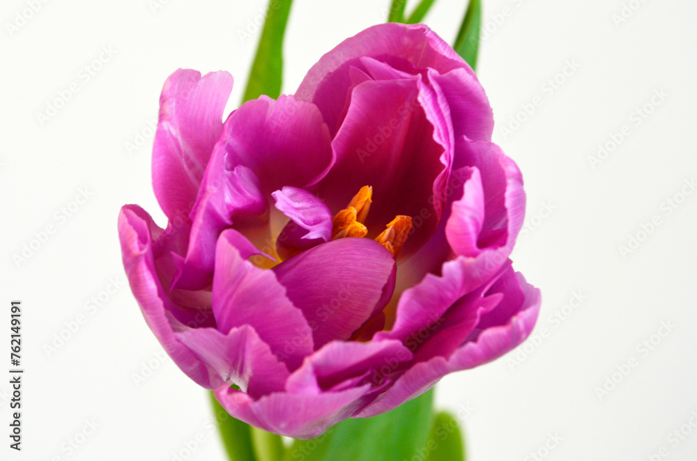 Fototapeta premium Purple Pink Tulip on White Background