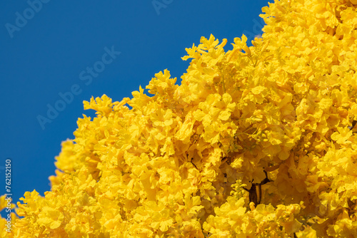 Roseodendron donnell-smithii. Roseodendron is a genus of flowering plants in the family Bignoniaceae.  are cultivated as ornamentals for their numerous, large, yellow flowers. Waikiki HONOLULU oahu 

