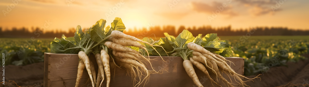 Horseradish root harvested in a wooden box with field and sunset in the background. Natural organic fruit abundance. Agriculture, healthy and natural food concept. Horizontal composition. - obrazy, fototapety, plakaty 