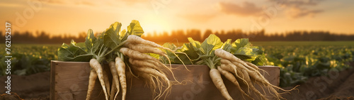 Horseradish root harvested in a wooden box with field and sunset in the background. Natural organic fruit abundance. Agriculture, healthy and natural food concept. Horizontal composition.