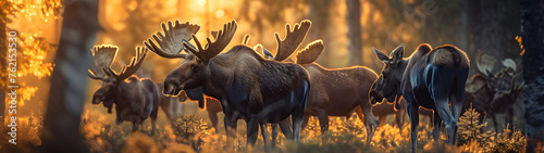 Moose family in the forest in summer evening with setting sun. Group of wild animals in nature. Horizontal, banner. © linda_vostrovska