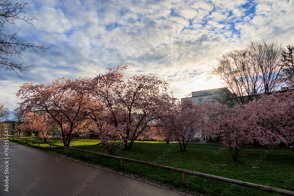 Fototapeta premium Ornamental cherry trees in bloom at Petuelpark in Munich Milbertshofen on a cloudy day in spring